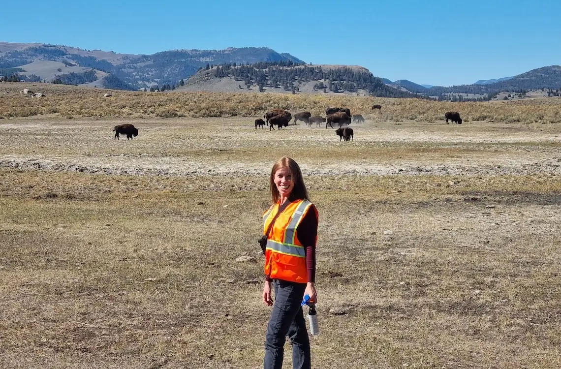 Woman wearing orange reflective vest stands in front of a group of bison in a field of yellow grass with mountains behind