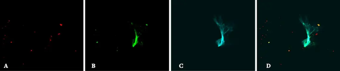 series of four slides show two colorful proteins coming together in an abstract blur