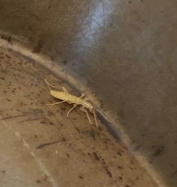 A white-ish yellow insect with a long thorax and long antennas in a container.