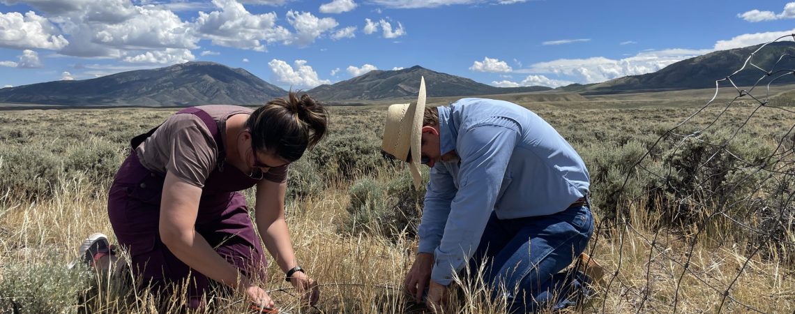 woman with brown hair wearing purple overalls and man wearing long-sleeved blue shirt, jeans, and cowboy hat kneel to clip vegetation samples in a metal hoop next to clumps of sagebrush with mountains on the horizon