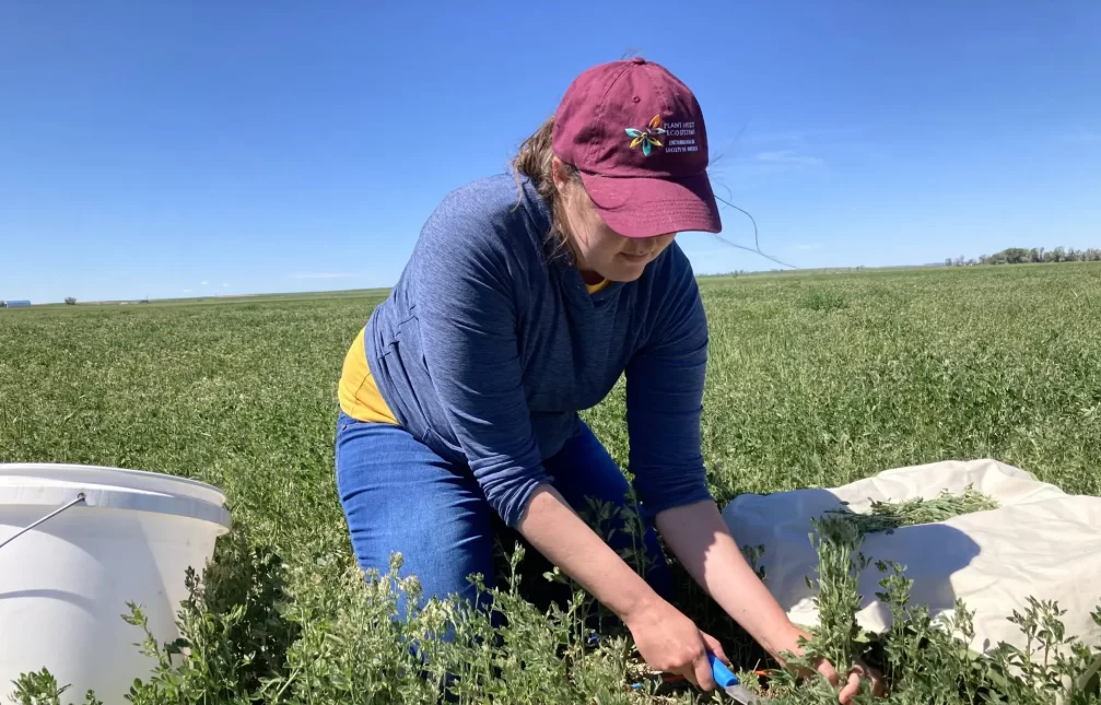 woman wearing red baseball cap, blue shirt, and jeans kneels in a field of alfalfa, gathering plants for a research study